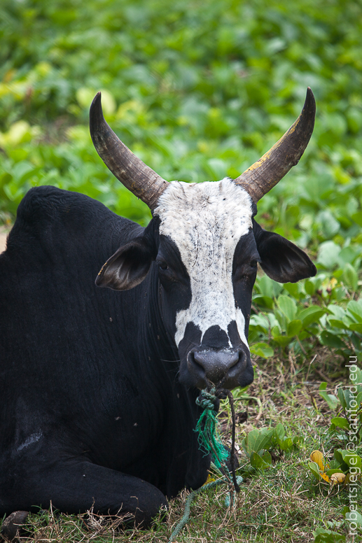 zebu